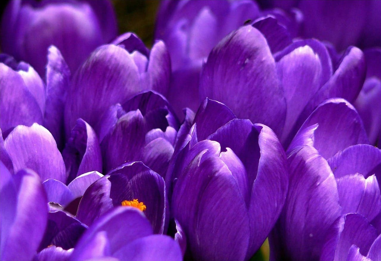 Saffron flowers