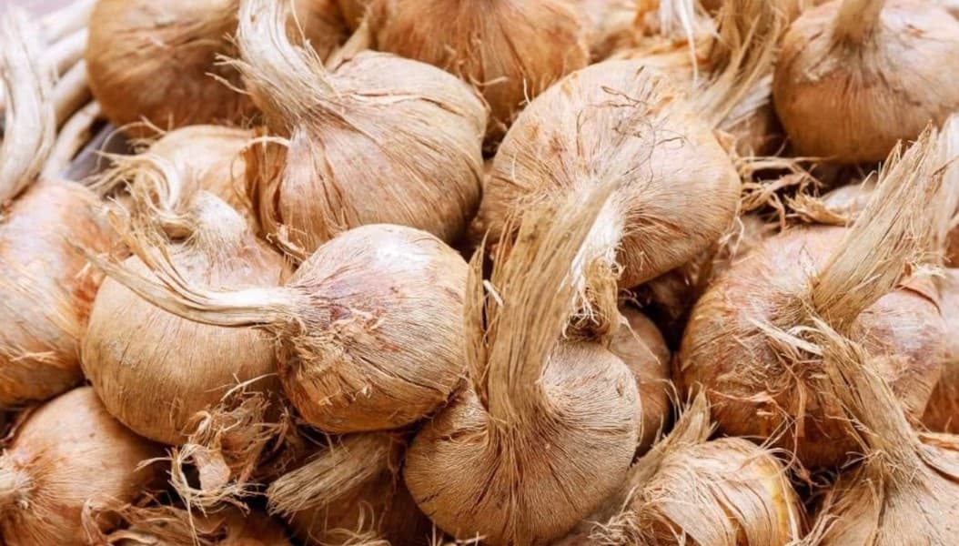 Saffron seeds